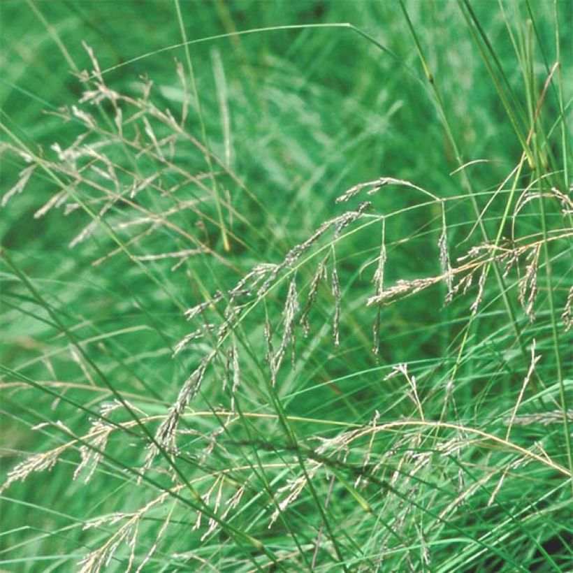Eragrostis trichodes - Herbe d'amour (Floraison)