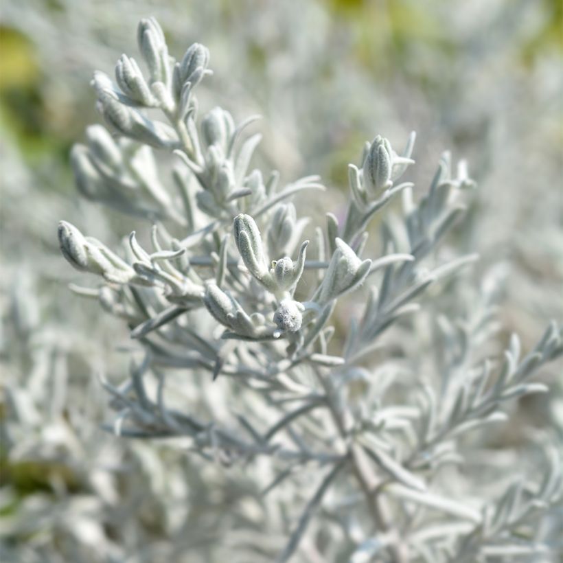 Eremophila nivea - Eremophile soyeuse (Feuillage)