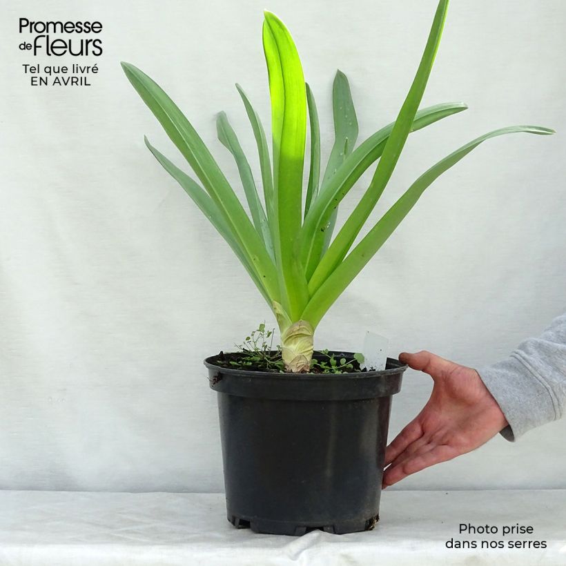 Spécimen de Eremurus himalaïcus - Lis des steppes Pot de 7,5L/10L tel que livré au printemps