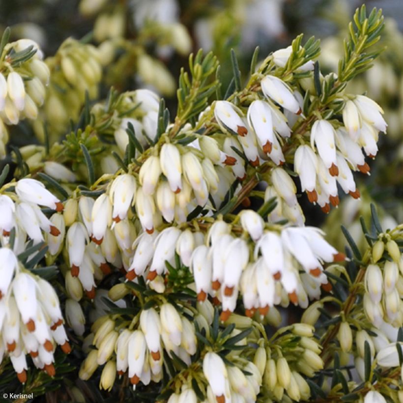 Bruyère des neiges - Erica carnea Isabell (Floraison)