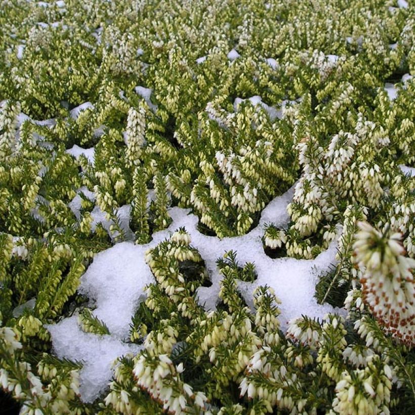 Erica Springwood White - Winterheide (Groeiplaats)