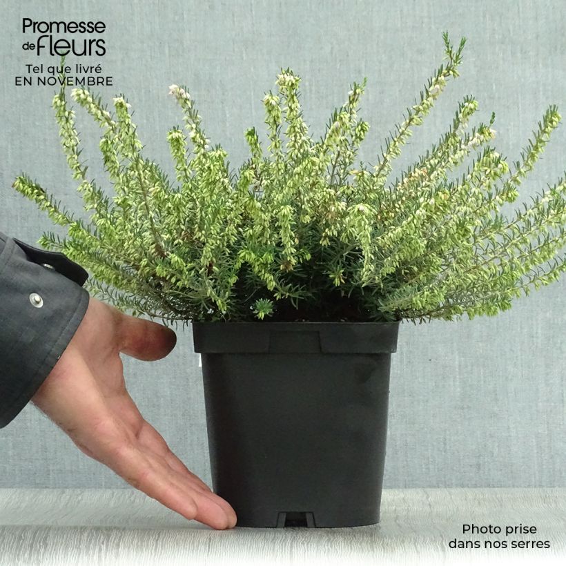Spécimen de Erica darleyensis Darley Dale - Bruyère d'hiver Pot de 2L/3L tel que livré en automne