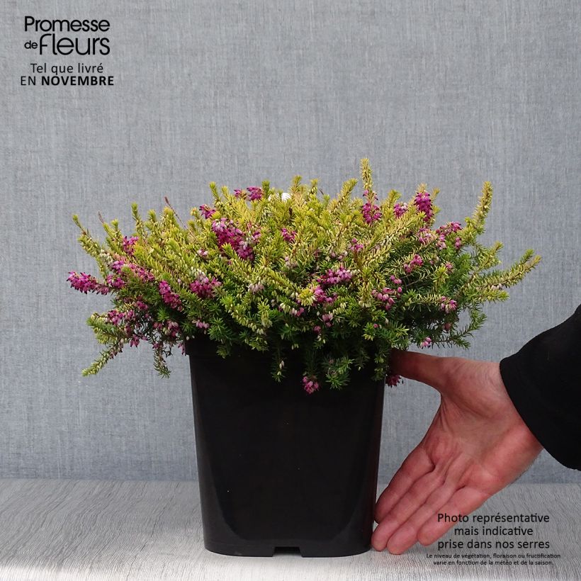 Spécimen de Erica x darleyensis Eva Gold - Bruyère d'hiver Pot de 3L/4L tel que livré en automne