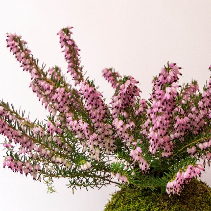 Urze de inverno Furzey - Erica darleyensis (Hábito)