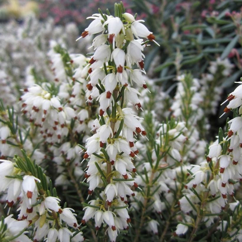 Urze de inverno White Perfection - Erica darleyensis (Floração)