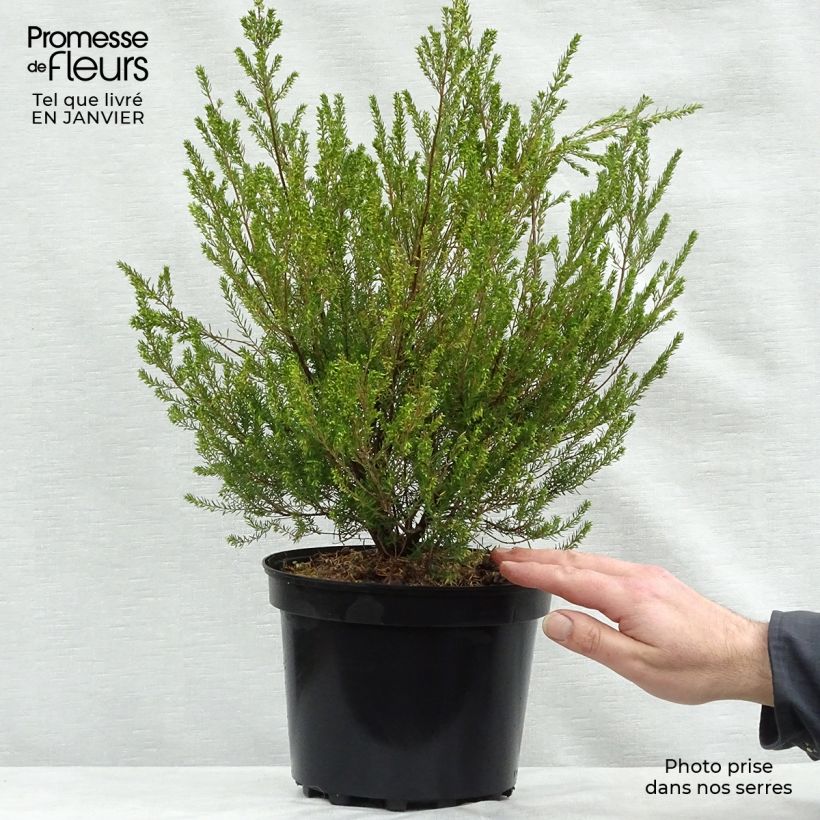 Spécimen de Bruyère de l'ouest - Erica mediterranea Pot de 3L/4L tel que livré en hiver