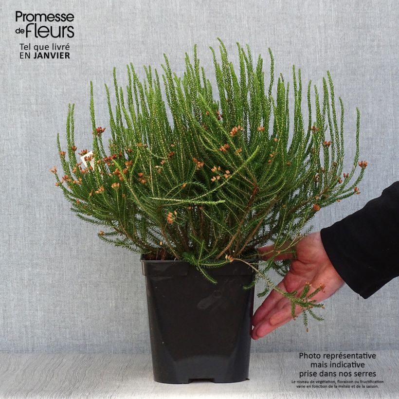 Spécimen de Erica terminalis - Bruyère de Corse Pot de 4L/5L tel que livré en hiver