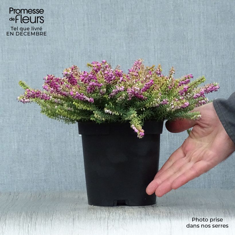 Spécimen de Erica x darleyensis Eva Gold - Bruyère d'hiver Pot de 1L/1,5L tel que livré en hiver
