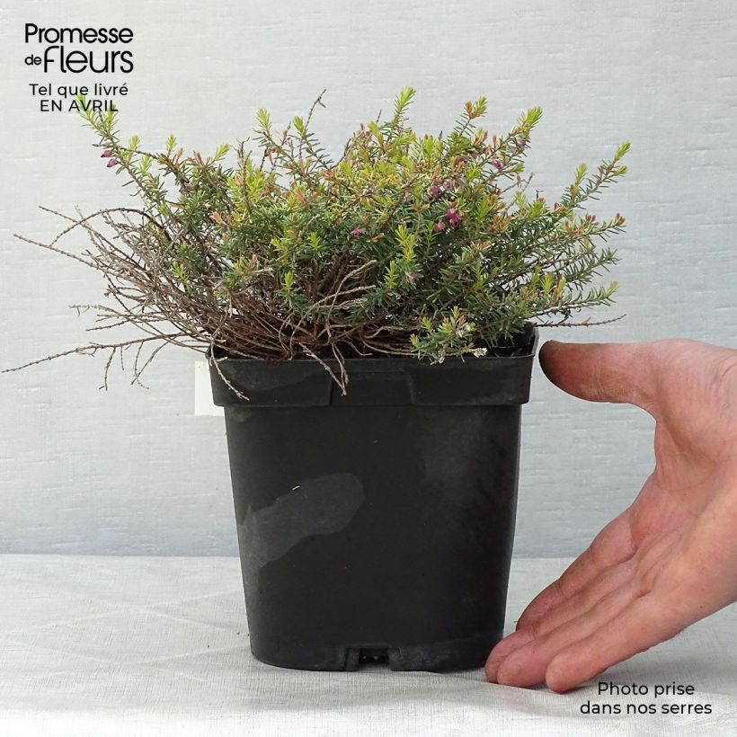 Spécimen de Erica x darleyensis Eva Gold - Bruyère d'hiver Pot de 1L/1,5L tel que livré au printemps