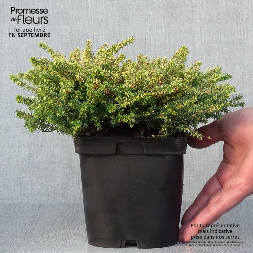 Spécimen de Erica x darleyensis Eva Gold - Bruyère d'hiver Pot de 1L/1,5L tel que livré en automne