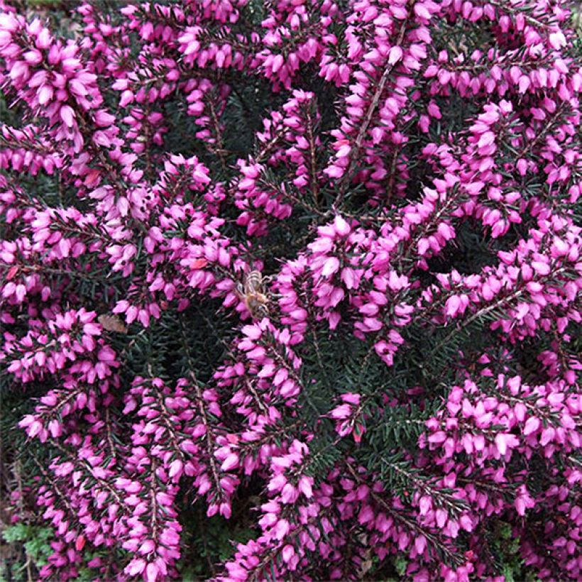 Urze de inverno Kramer's Rote - Erica darleyensis (Floração)