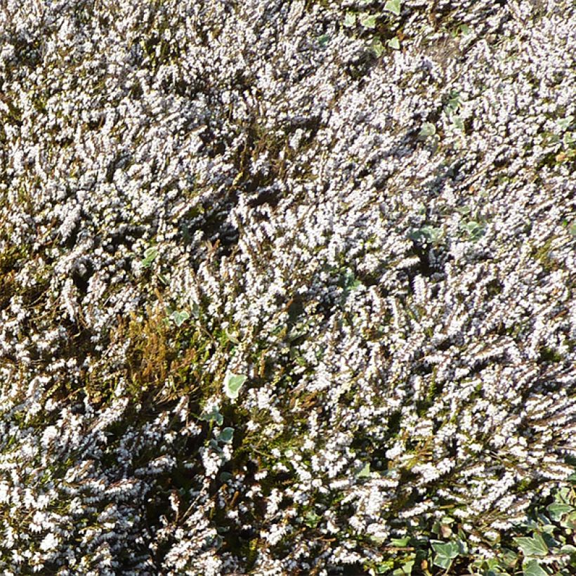 Bruyère d'hiver - Erica x darleyensis Silberschmelze (Floraison)