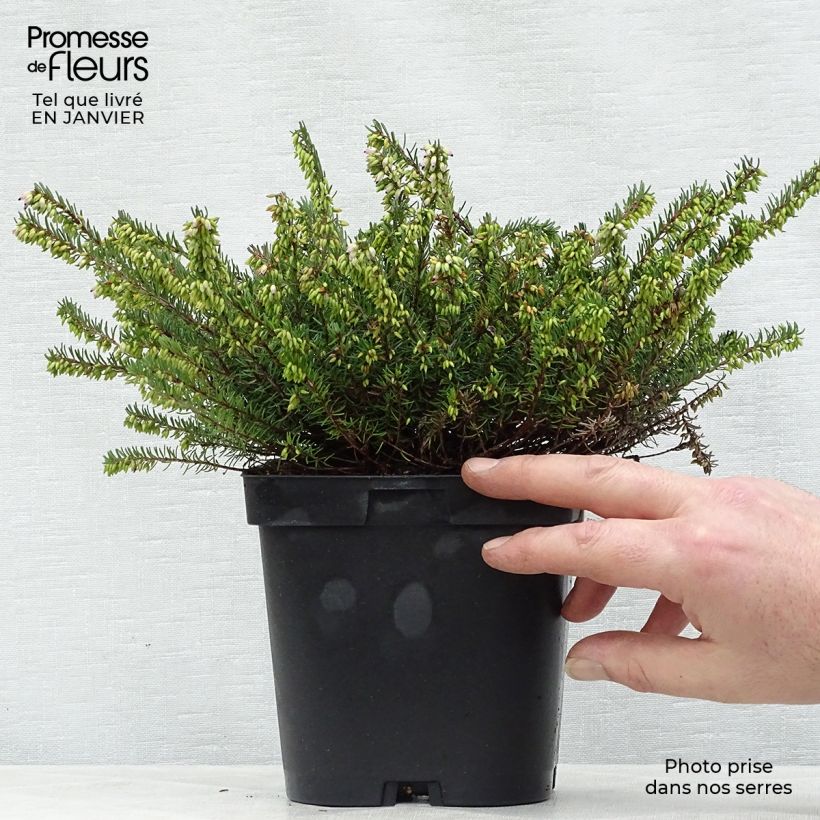 Spécimen de Erica x darleyensis Spring Surprise, bruyère Pot de 2L/3L tel que livré en hiver