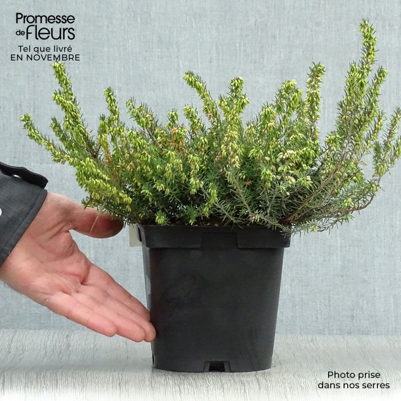 Spécimen de Erica x darleyensis Spring Surprise, bruyère Pot de 2L/3L tel que livré en automne