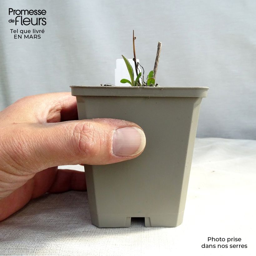 Spécimen de Erigeron Azure Beauty - Vergerette Godet de 8/9 cm tel que livré en hiver