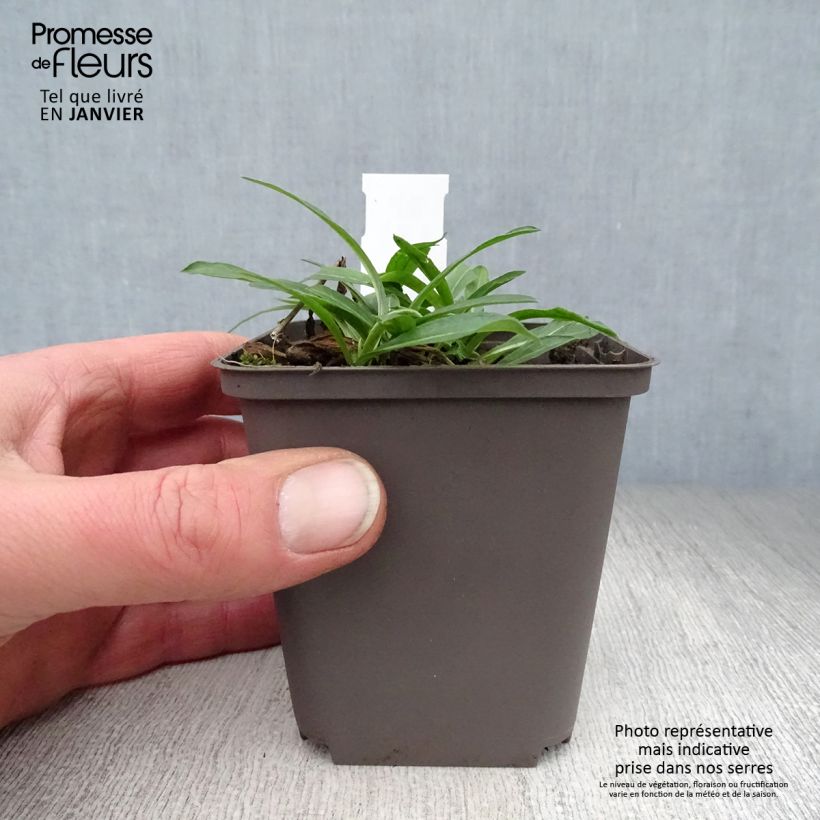 Spécimen de Erigeron Dunkelste Aller - Vergerette Godet de 8/9 cm tel que livré en hiver