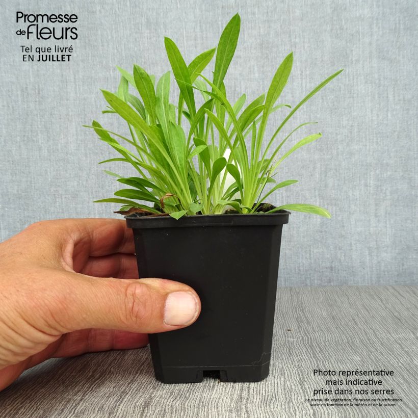 Spécimen de Erigeron Professor Korodi - Vergerette Godet de 8/9 cm tel que livré en été
