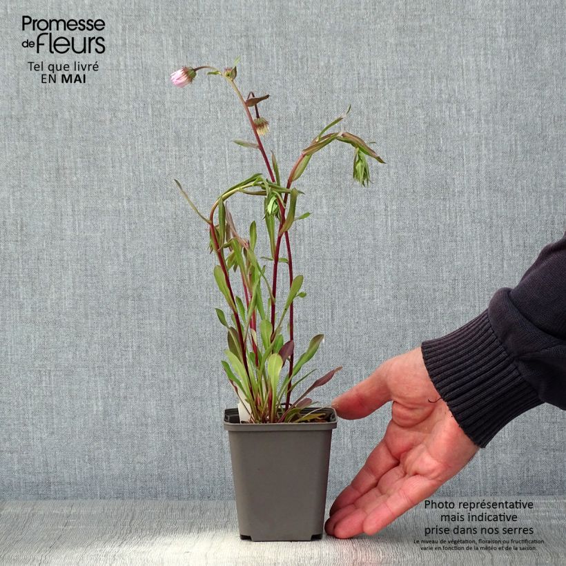 Spécimen de Erigeron Quakeress Godet de 8/9 cm tel que livré au printemps