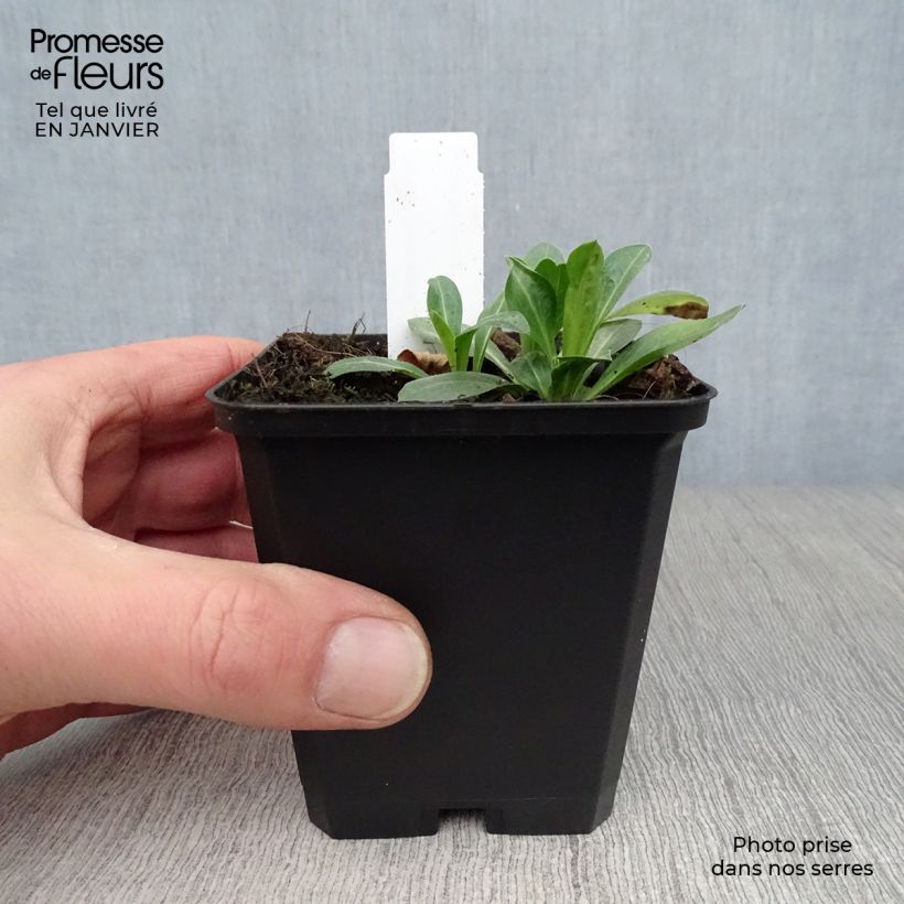 Spécimen de Erigeron Rosa Jewel - Vergerette Godet de 8/9 cm tel que livré en hiver