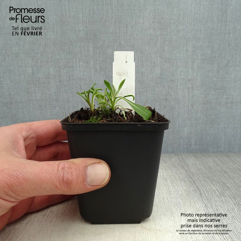 Spécimen de Erigeron Rosa Triumph - Vergerette Godet de 8/9 cm tel que livré en hiver