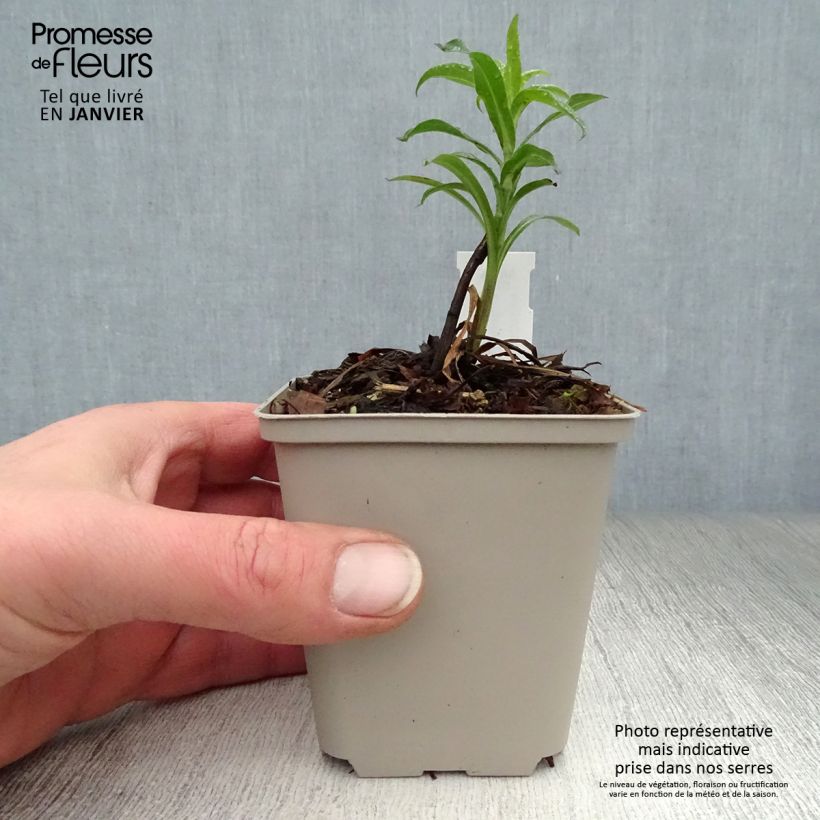 Spécimen de Erigeron Schwarzes Meer, Vergerette Godet de 8/9 cm tel que livré en hiver