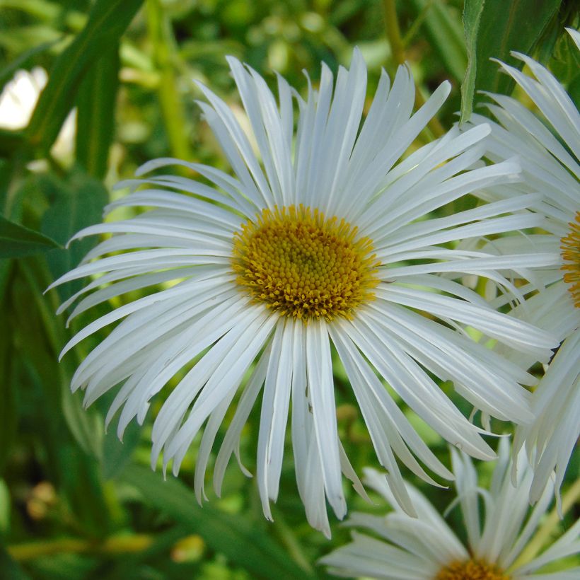 Erigeron Sommerneuschnee - Vergerette de Californie. (Floraison)