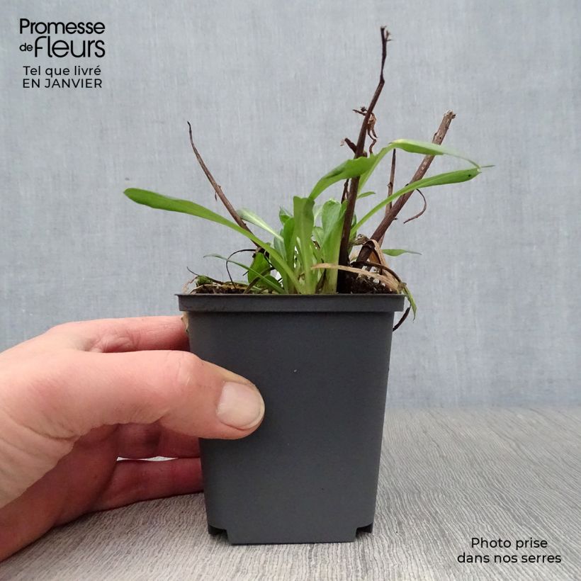 Spécimen de Erigeron Sommerneuschnee - Vergerette de Californie.  Godet de 8/9 cm tel que livré en hiver