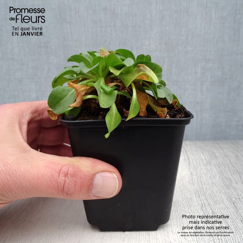 Spécimen de Erigeron glaucus - Vergerette glauque Godet de 8/9 cm tel que livré en hiver