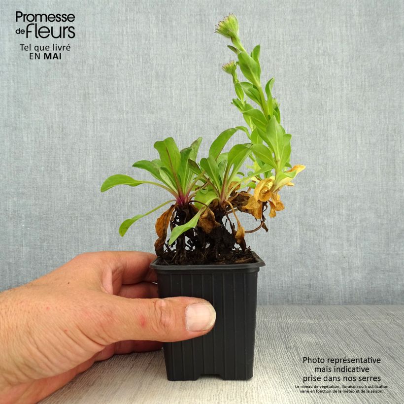 Spécimen de Erigeron glaucus - Vergerette glauque Godet de 8/9 cm tel que livré au printemps