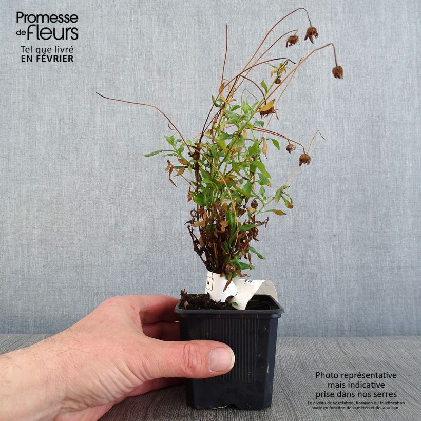 Spécimen de Erigeron karvinskianus Lavender Lady - Vergerette Godet de 8/9 cm tel que livré en hiver