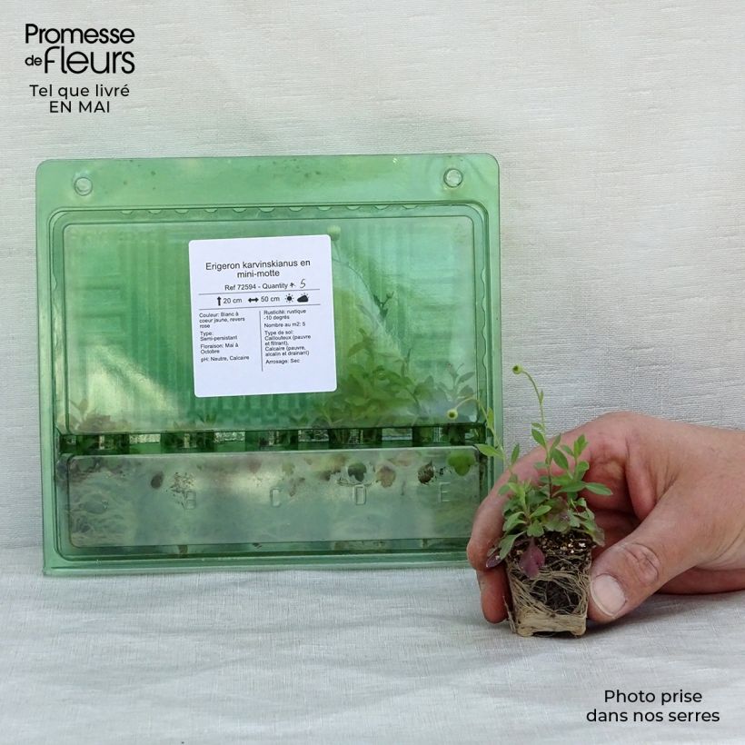 Spécimen de Erigeron karvinskianus - Vergerette Mini-motte Ø 3/4 cm tel que livré au printemps
