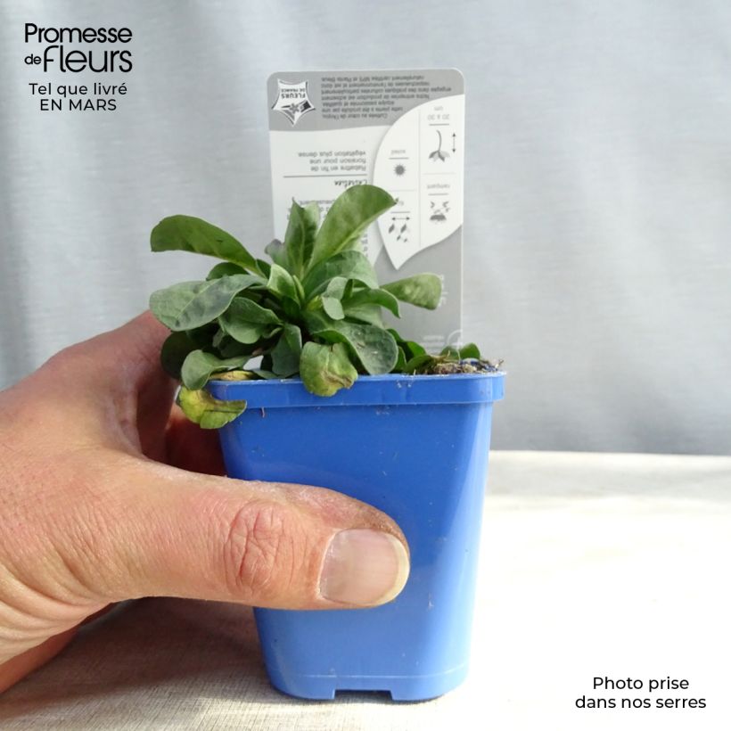 Spécimen de Erigeron leiomerus, Vergerette Godet de 7/8 cm tel que livré en hiver