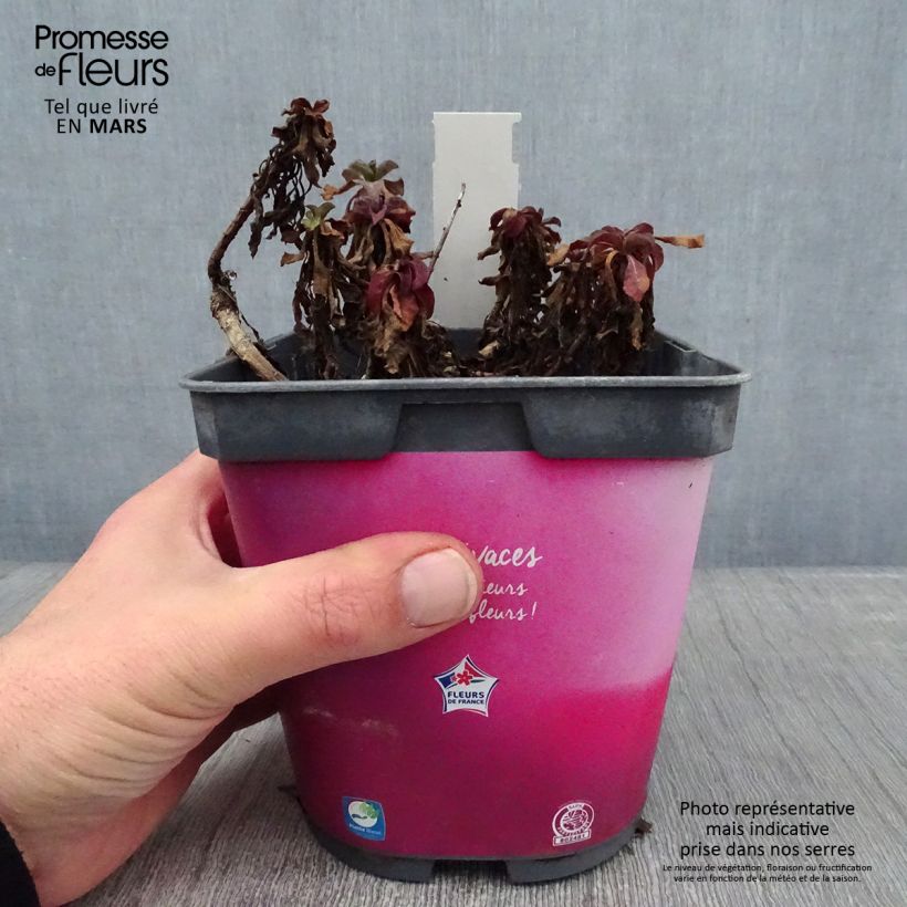 Spécimen de Erigeron leiomerus, Vergerette Pot de 2L/3L tel que livré en hiver