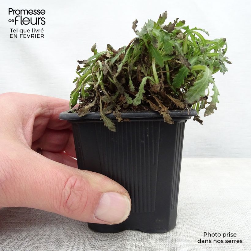 Spécimen de Erinus alpinus Godet de 8/9 cm tel que livré en hiver