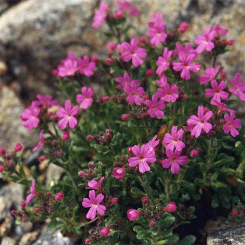 Erinus alpinus Dr Hähnle - Erine des Alpes (Port)