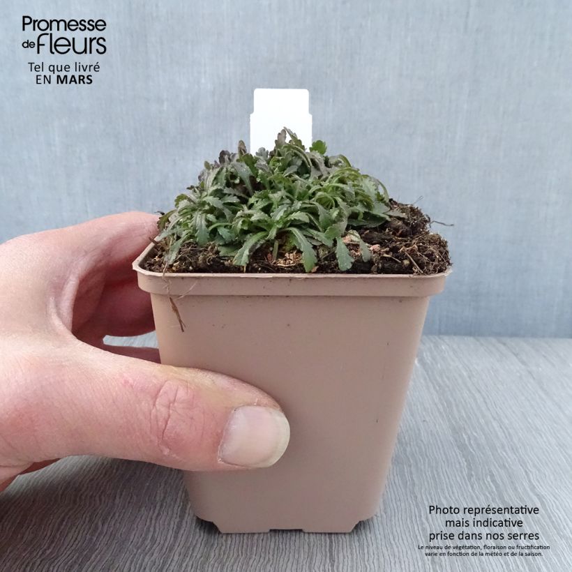 Spécimen de Erinus alpinus Dr Hähnle - Erine des Alpes Godet de 8/9 cm tel que livré au printemps