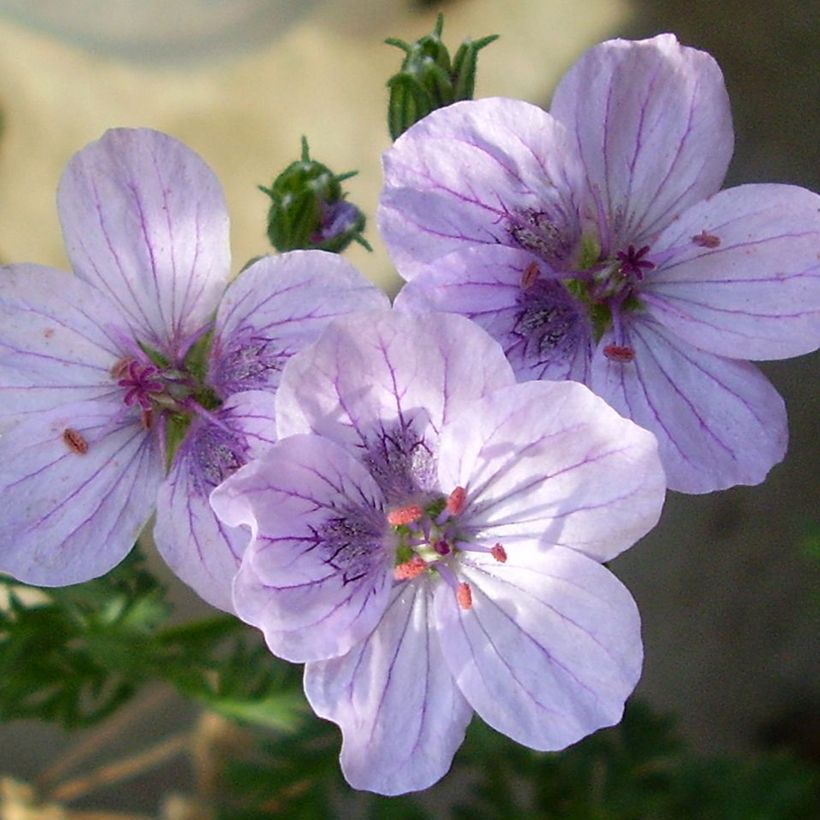 Erodium Spanish Eyes - Bec de grue (Floraison)