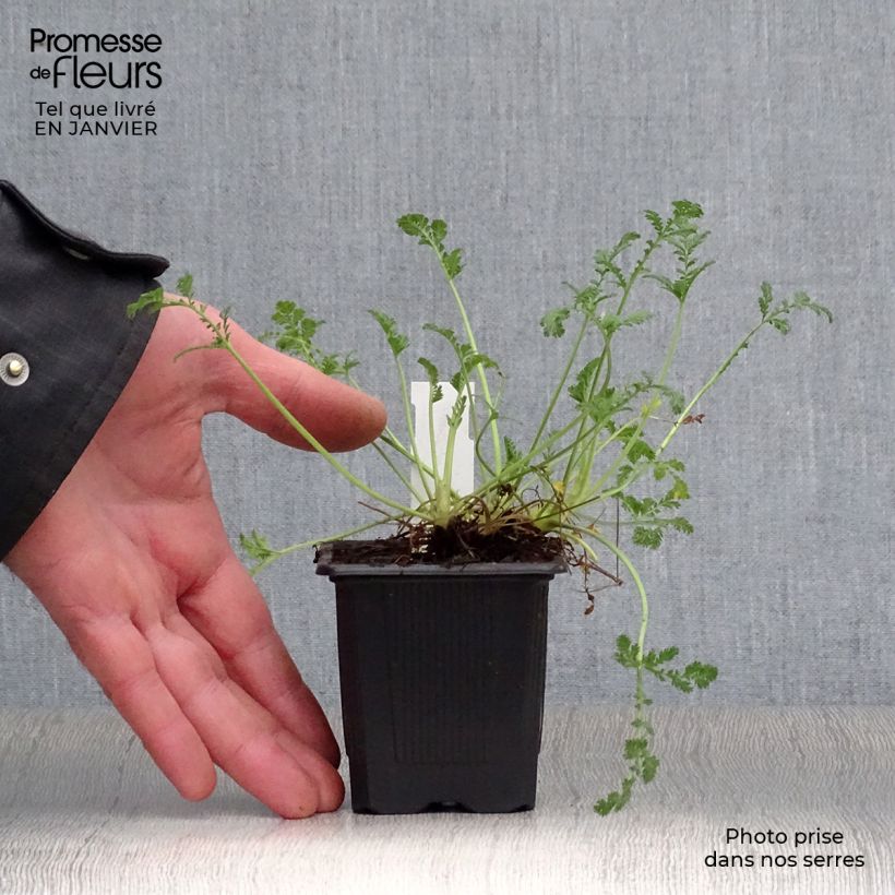 Spécimen de Erodium Stephanie - Bec de héron Godet de 8/9 cm tel que livré en hiver