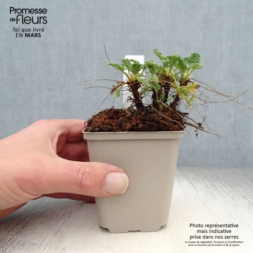 Spécimen de Erodium chrysanthum Godet de 8/9 cm tel que livré au printemps