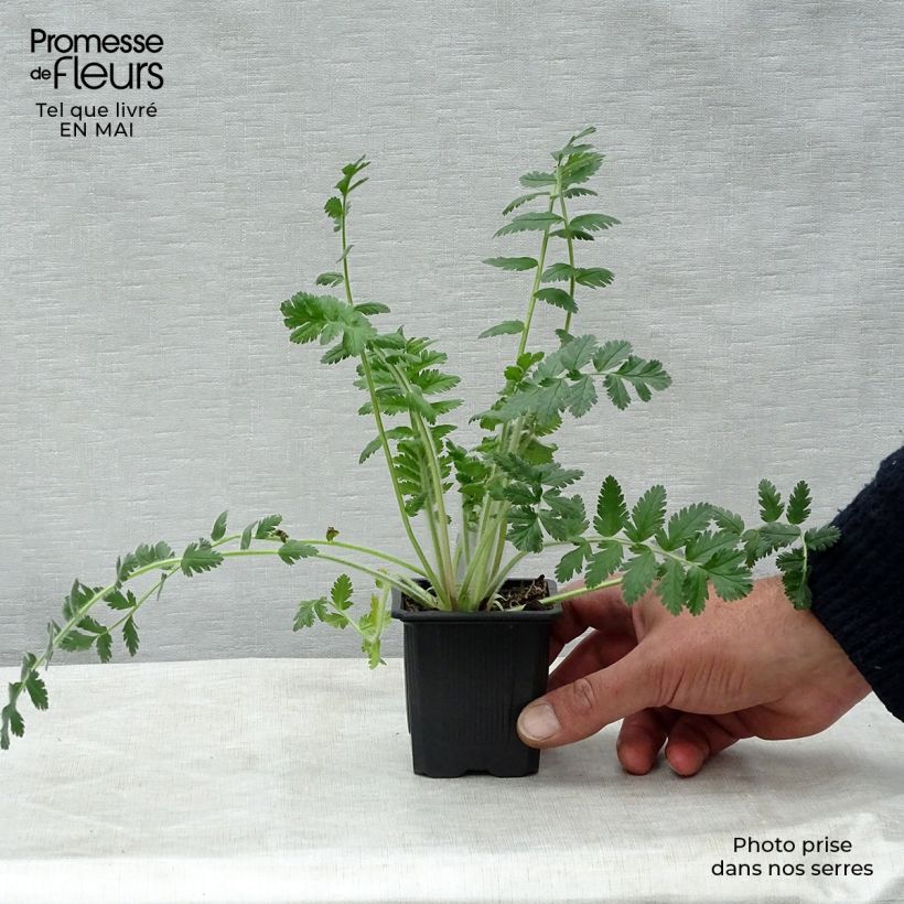 Spécimen de Erodium manescavii - Bec de Grue Godet de 8/9 cm tel que livré au printemps