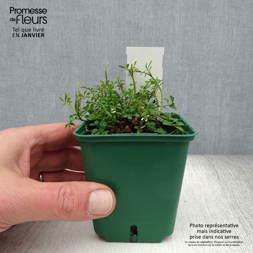 Spécimen de Erodium variabile Album - Bec de héron Godet de 8/9 cm tel que livré en hiver