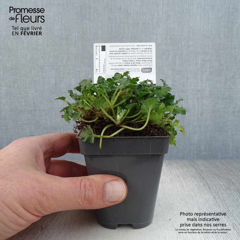 Spécimen de Erodium variabile Bishop's Form Godet de 8/9 cm tel que livré en hiver