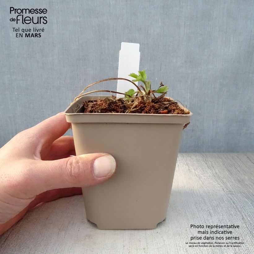 Spécimen de Eryngium Jos Eijking® - Eryngium 'Sapphire Blue' - Panicaut Godet de 8/9 cm tel que livré au printemps