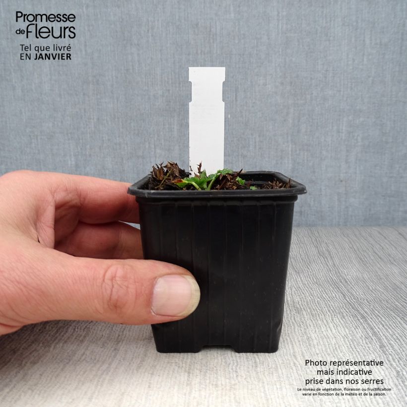 Spécimen de Eryngium Lapis Blue - Panicaut maritime Godet de 8/9 cm tel que livré en hiver