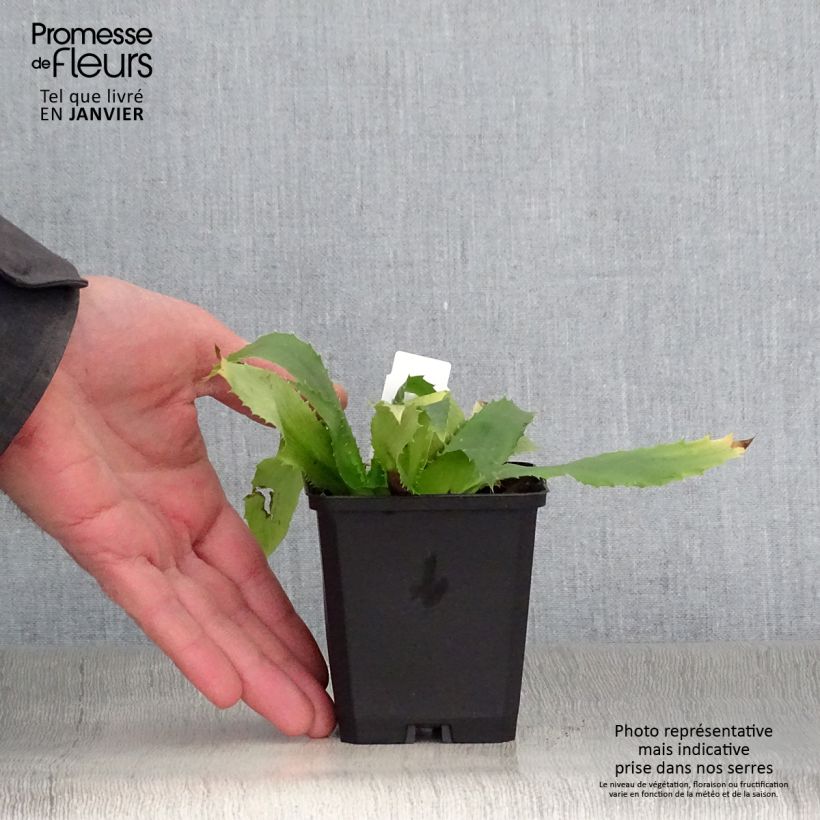 Spécimen de Eryngium agavifolium - Panicaut à feuilles d'Agave Godet de 8/9 cm tel que livré en hiver