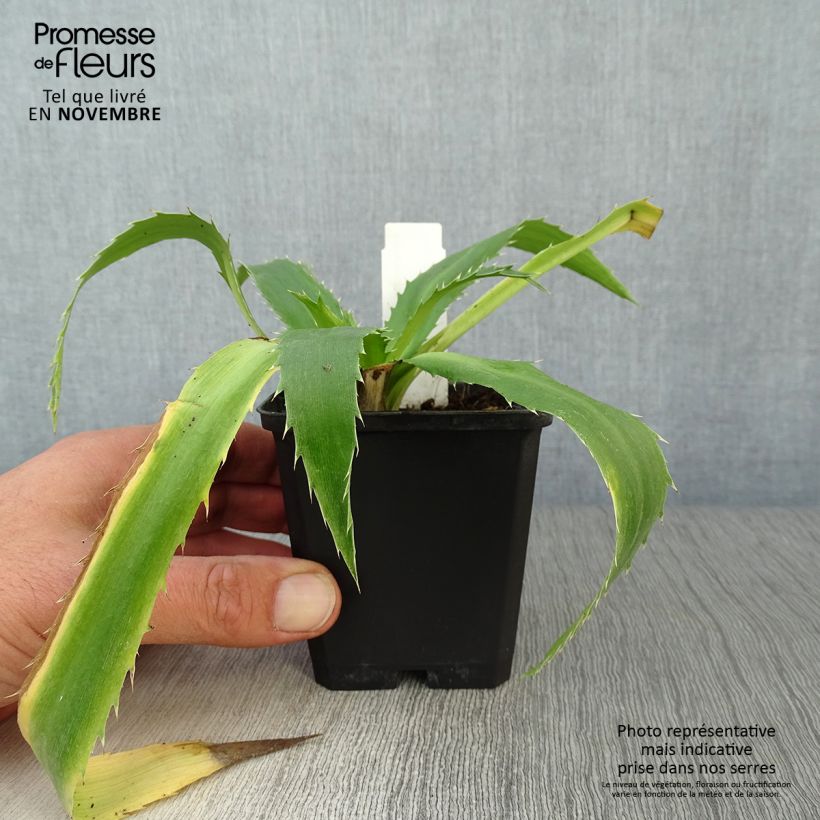Spécimen de Eryngium agavifolium - Panicaut à feuilles d'Agave Godet de 8/9 cm tel que livré en automne