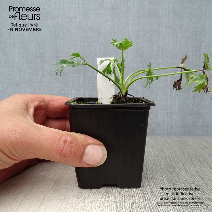 Spécimen de Eryngium bourgatii - Panicaut Godet de 8/9 cm tel que livré en automne