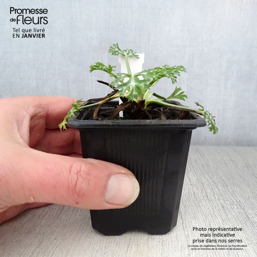 Spécimen de Eryngium bourgatii - Panicaut Godet de 8/9 cm tel que livré en hiver