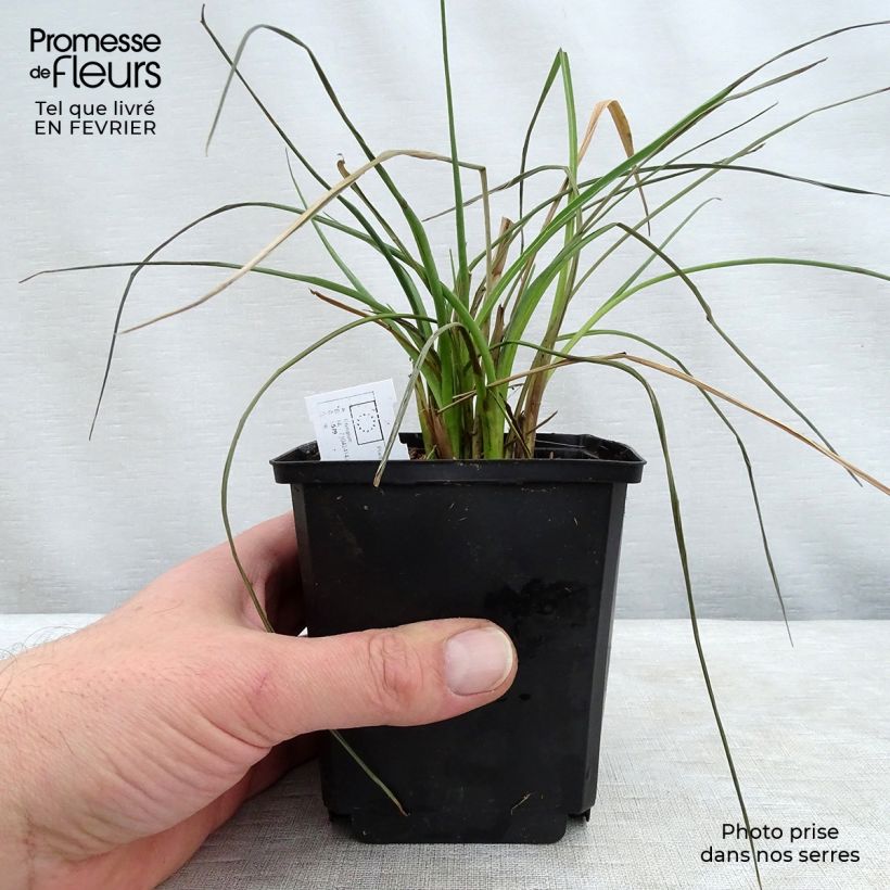 Spécimen de Eryngium ebracteatum. var. poterioides - Panicaut Pot de 2L/3L tel que livré en hiver
