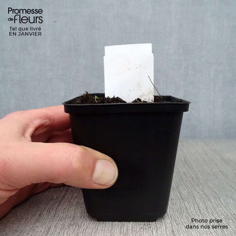 Spécimen de Eryngium giganteum - Panicaut géant Godet de 8/9 cm tel que livré en hiver